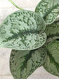 Scindapsus Pictus Exotica Plant or Satin Silver Splash with Green, Silver/White coloured leaves