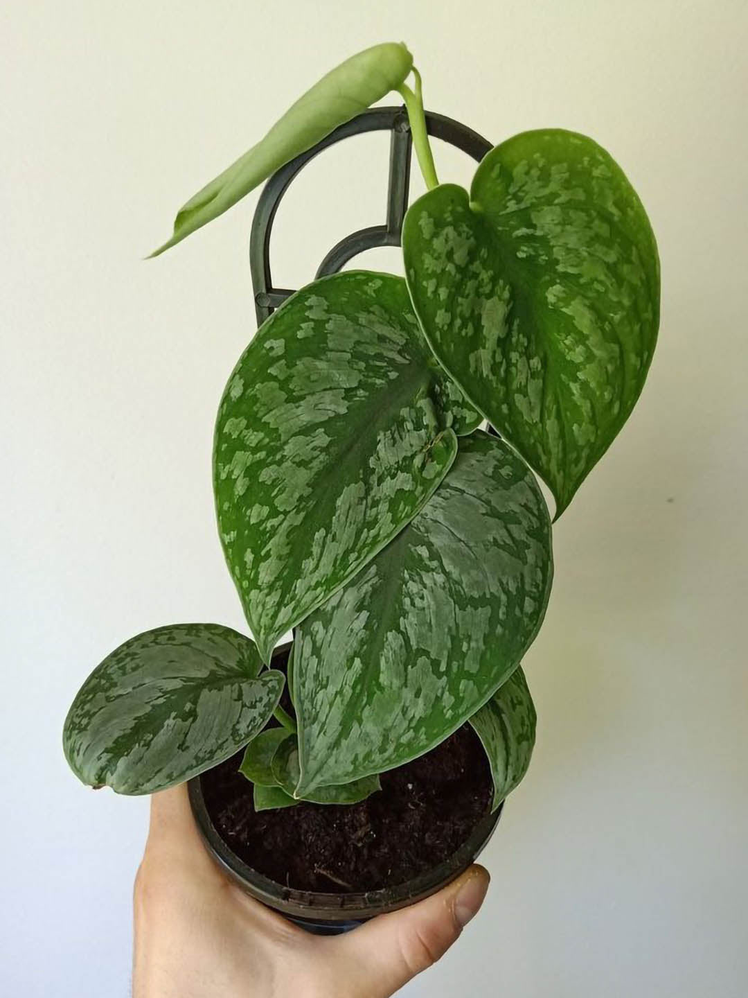 Scindapsus Pictus Exotica 