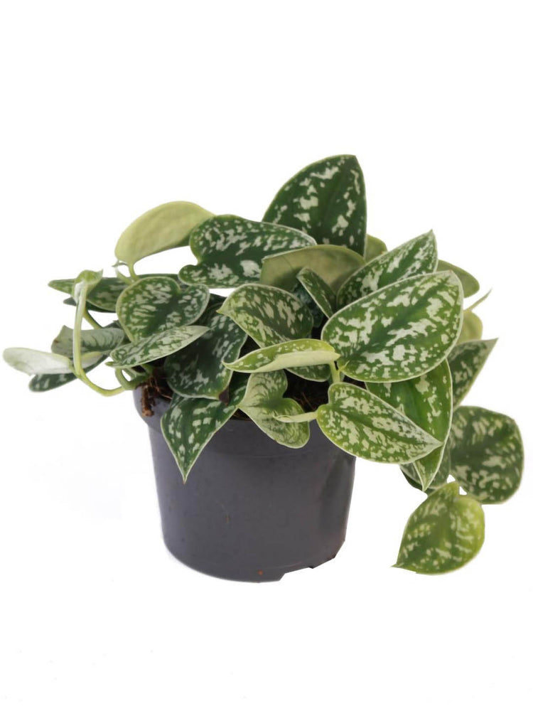Scindapsus Pictus Argyraeus Plant or Satin Pothos with Silver Spots on Green coloured leaves