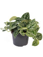 Scindapsus Pictus Argyraeus Plant or Satin Pothos with Silver Spots on Green coloured leaves