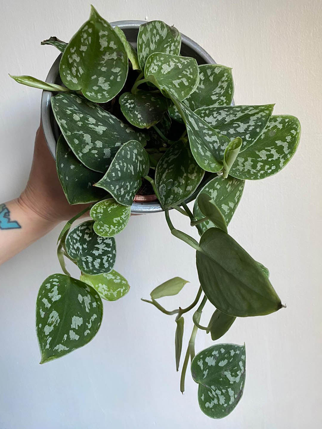 Scindapsus Pictus Argyraeus 