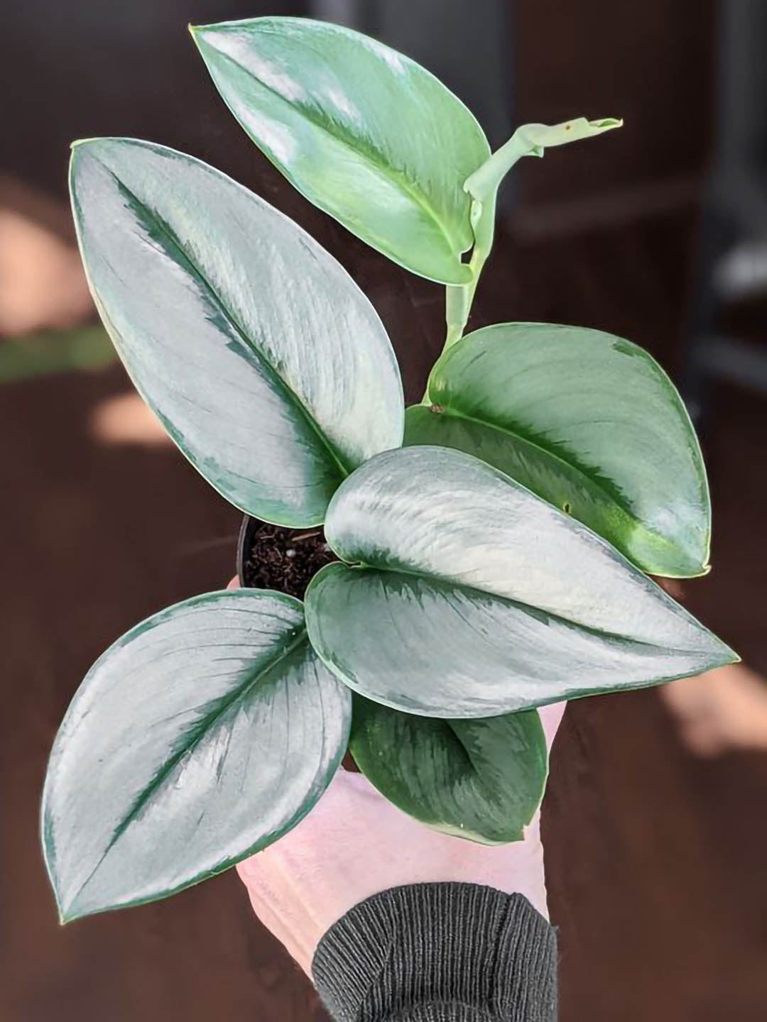 Scindapsus Treubii Moonlight Plant or Sterling Silver Scindapsus with Green, Silver/White coloured leaves