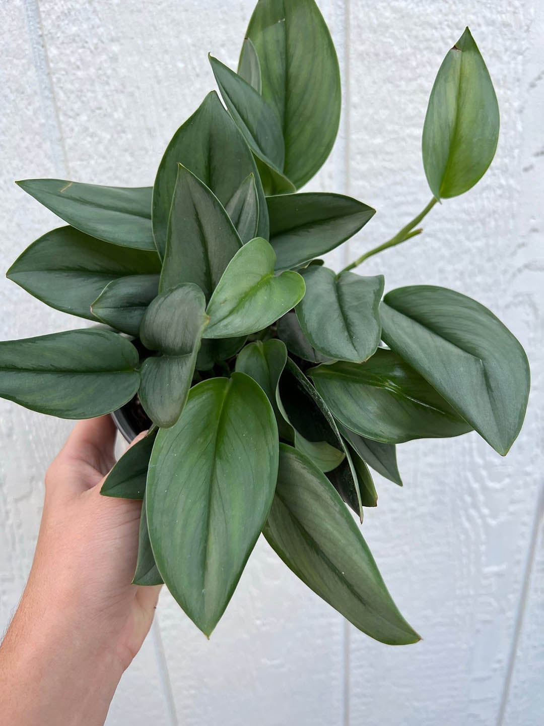 Scindapsus Treubii Moonlight 