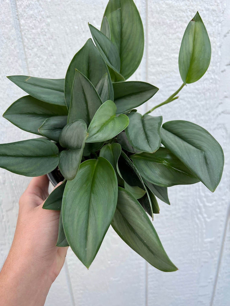 Scindapsus Treubii Moonlight 