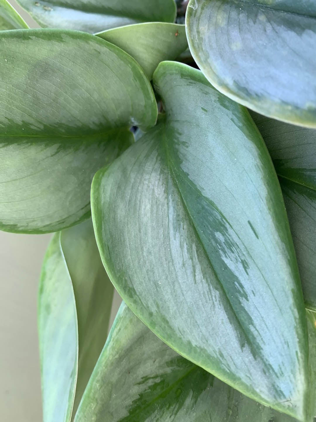 Scindapsus Treubii Moonlight 