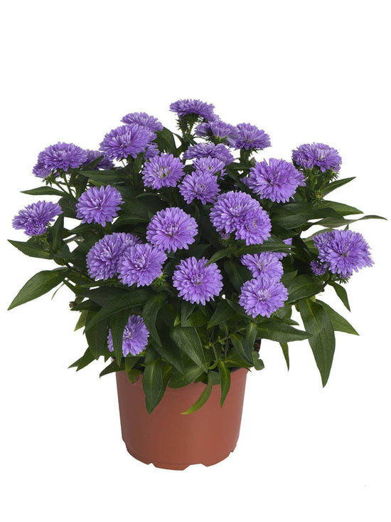 Aster Purple Plant or Daisy, Aster with Green coloured leaves and Purple coloured flower 
