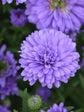 Aster Purple 