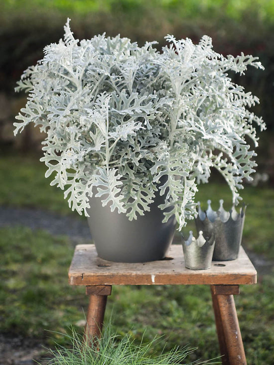 Senecio Cineraria Plant or Silver ragwort, Dusty Miller with Silver coloured leaves