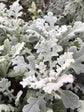 Senecio Cineraria