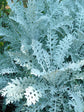 Senecio Cineraria
