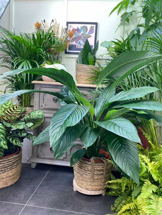 Spathiphyllum Sensation Plant or Peace Lily, Spatheflower with Green coloured leaves and White coloured flower 
