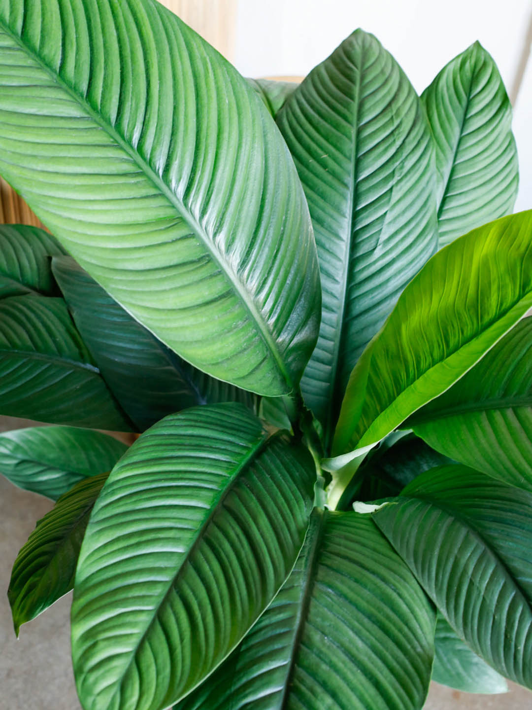 Spathiphyllum Sensation