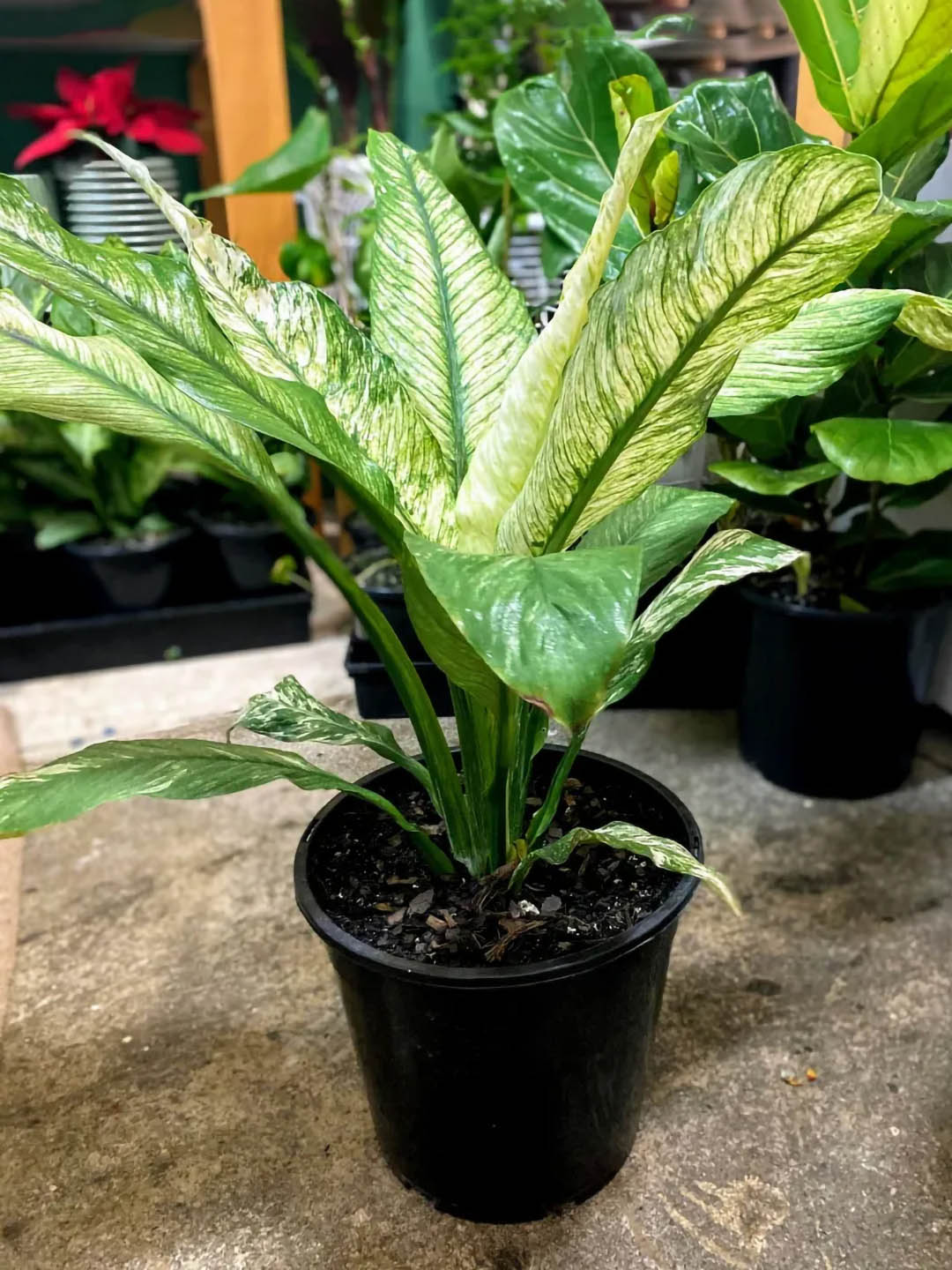 Spathiphyllum Sensation Variageted Plant or Peace Lily,Variegated Peace Lily with Green Vein on Yellow Leaf coloured leaves and White coloured flower 