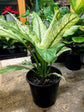 Spathiphyllum Sensation Variageted Plant or Peace Lily,Variegated Peace Lily with Green Vein on Yellow Leaf coloured leaves and White coloured flower 