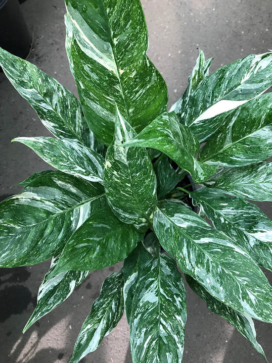 Spathiphyllum Domino Plant or Domino Peace Lily,Variegated Peace Lily with Green coloured leaves and White coloured flower 
