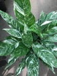 Spathiphyllum Domino Plant or Domino Peace Lily,Variegated Peace Lily with Green coloured leaves and White coloured flower 