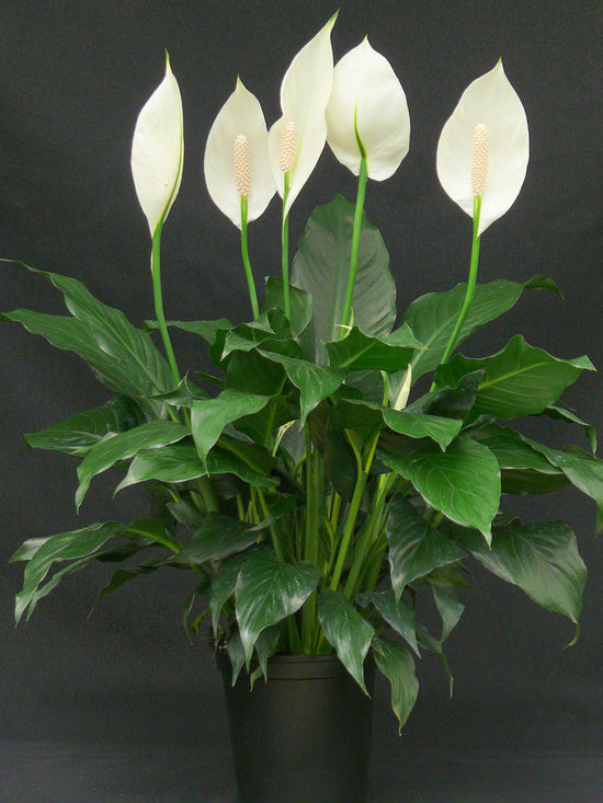 Spathiphyllum Hybrid Plant or Hybrid Peace Lily with Green coloured leaves and White coloured flower 