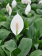 Spathiphyllum Hybrid