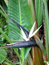 Strelitzia Nicolai Plant or Giant White Birdof Paradise with Green coloured leaves and White coloured flower 
