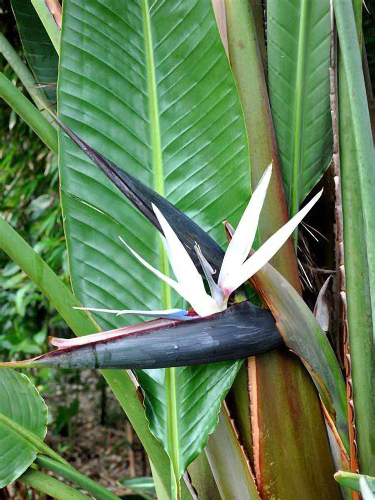 Strelitzia Nicolai Plant or Giant White Birdof Paradise with Green coloured leaves and White coloured flower 