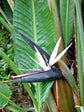 Strelitzia Nicolai Plant or Giant White Birdof Paradise with Green coloured leaves and White coloured flower 