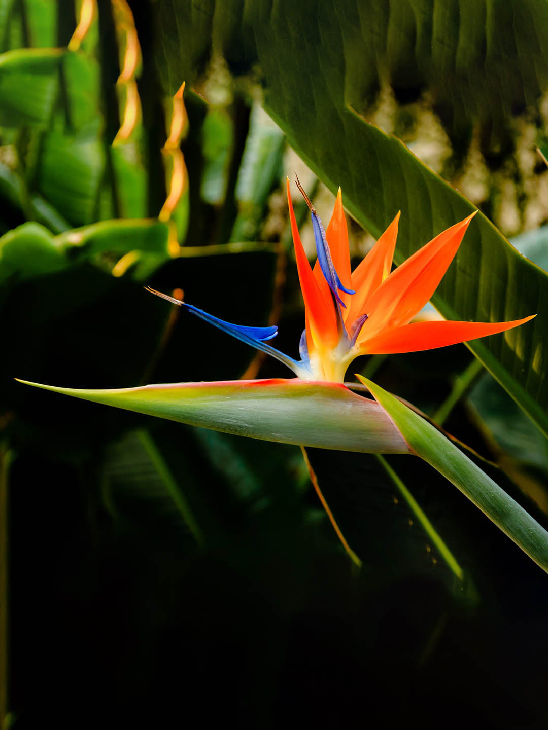 Strelitzia Reginae Plant or False Bird of Paradise with Green coloured leaves and Flame Yellow coloured flower 