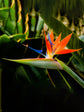 Strelitzia Reginae Plant or False Bird of Paradise with Green coloured leaves and Flame Yellow coloured flower 