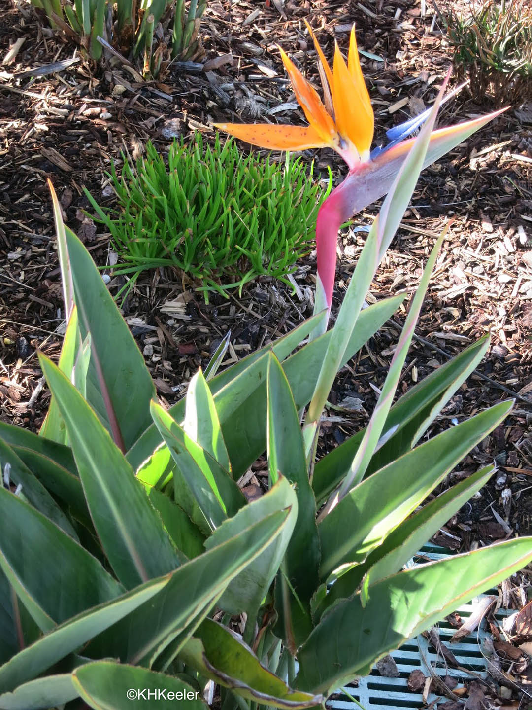 Strelitzia Reginae