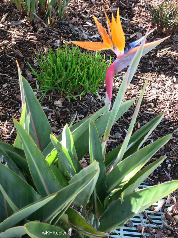 Strelitzia Reginae