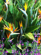 Strelitzia Reginae