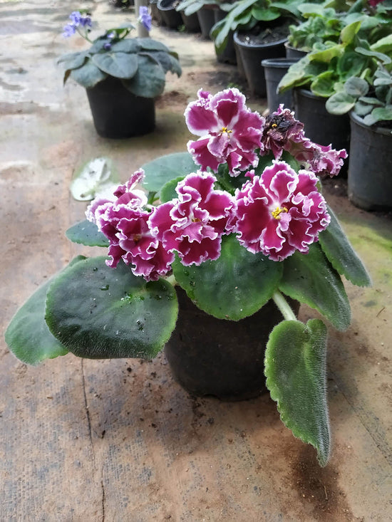 Saintpaulia Crimson Ice Plant or African Violets with Green coloured leaves and Yellow Core with Maroon Base and White border coloured flower 