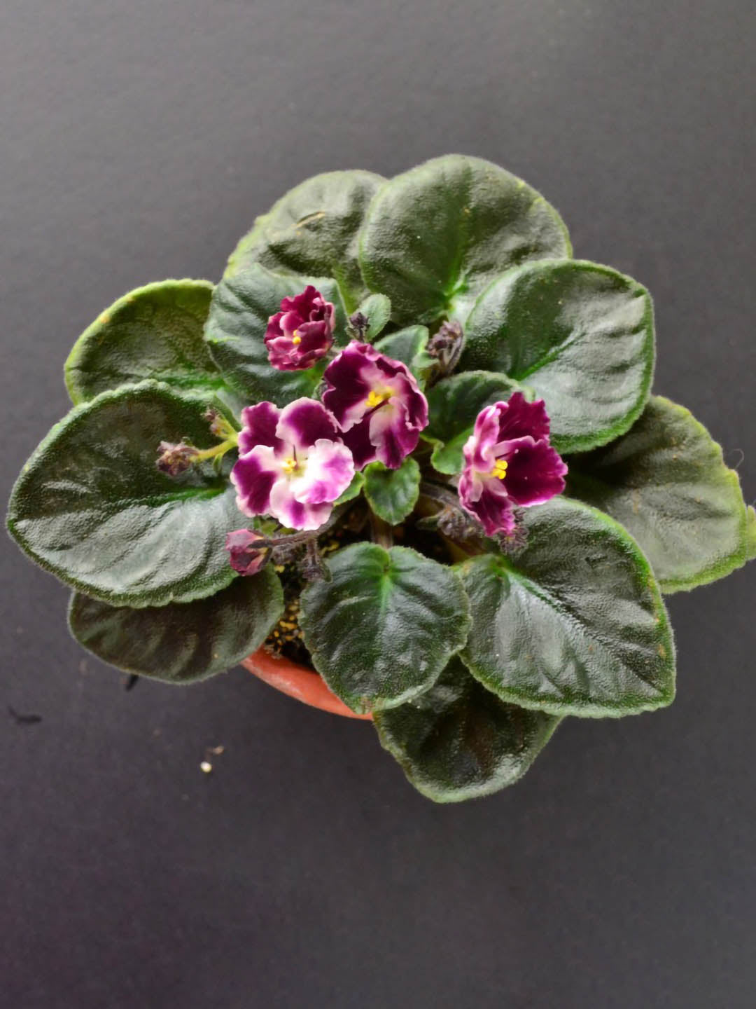 Saintpaulia Crimson Ice 