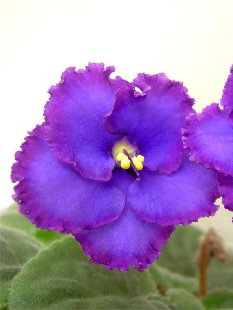 Saintpaulia Midnight Rascal Plant or African Violets with Green coloured leaves and Purple With Yellow Core coloured flower 