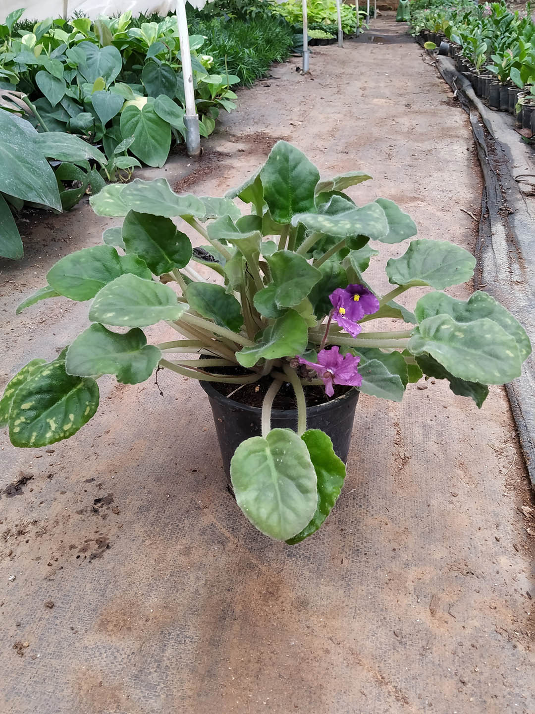 Saintpaulia Midnight Rascal 