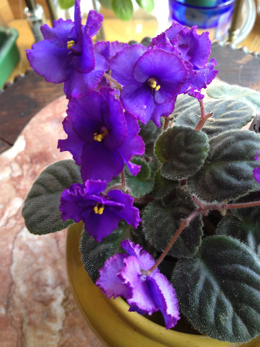 Saintpaulia Midnight Rascal 