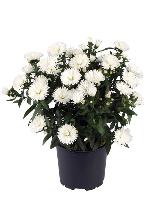 Aster White Plant or Daisy, Aster with Green coloured leaves and White coloured flower 
