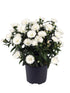 Aster White Plant or Daisy, Aster with Green coloured leaves and White coloured flower 