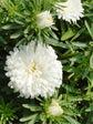 Aster White 