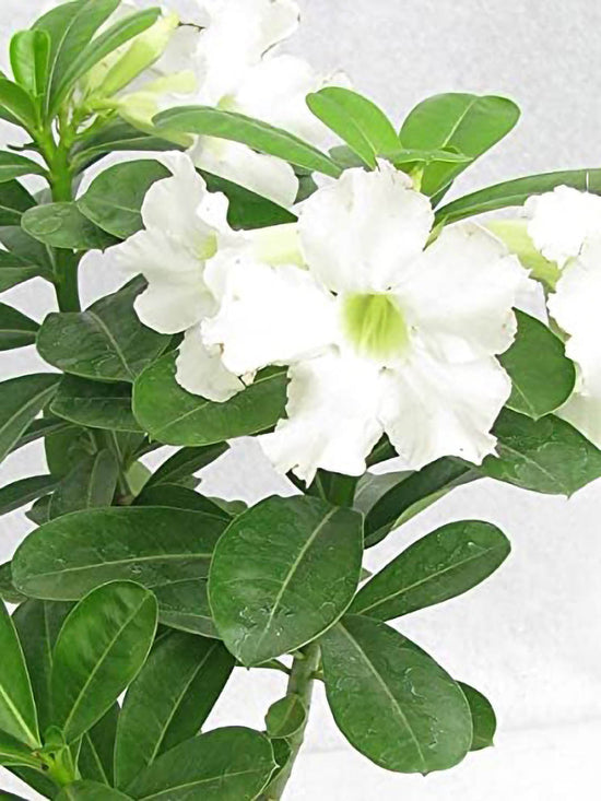 Adenium Obesum White Plant or Desert Rose with Green coloured leaves and White coloured flower 