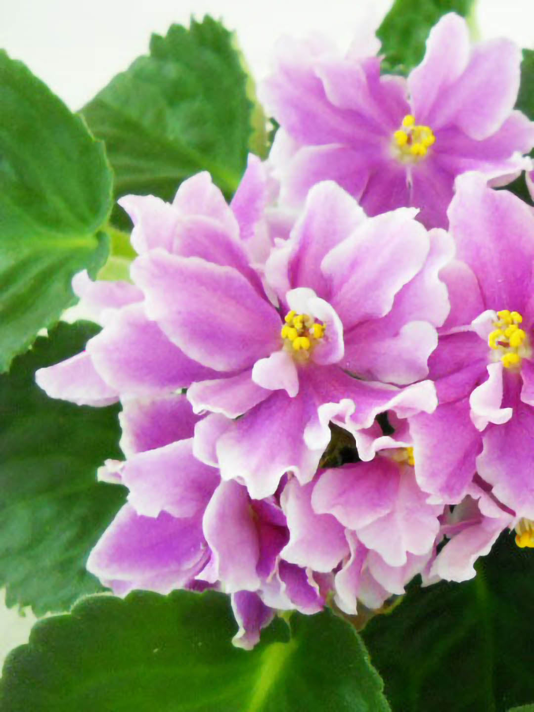 Saintpaulia Music Box Dancer Plant or African Violets with Green coloured leaves and Yellow Core with shades of Pink and White coloured flower 