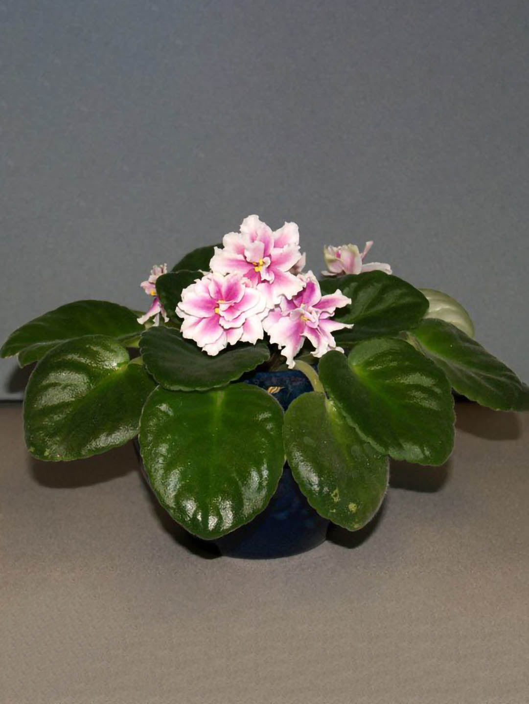 Saintpaulia Music Box Dancer 