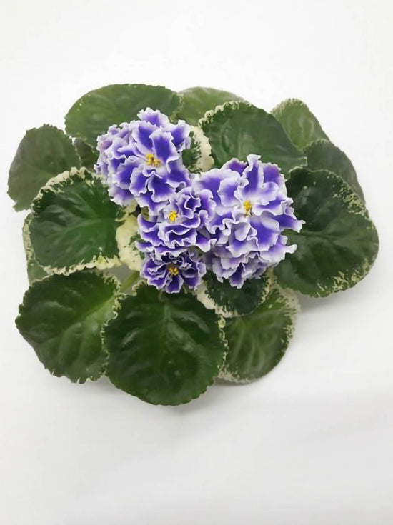 Saintpaulia Summer Twilight Plant or African Violets with Green coloured leaves and Yellow Core with Purple Base and White Border coloured flower 