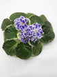 Saintpaulia Summer Twilight Plant or African Violets with Green coloured leaves and Yellow Core with Purple Base and White Border coloured flower 