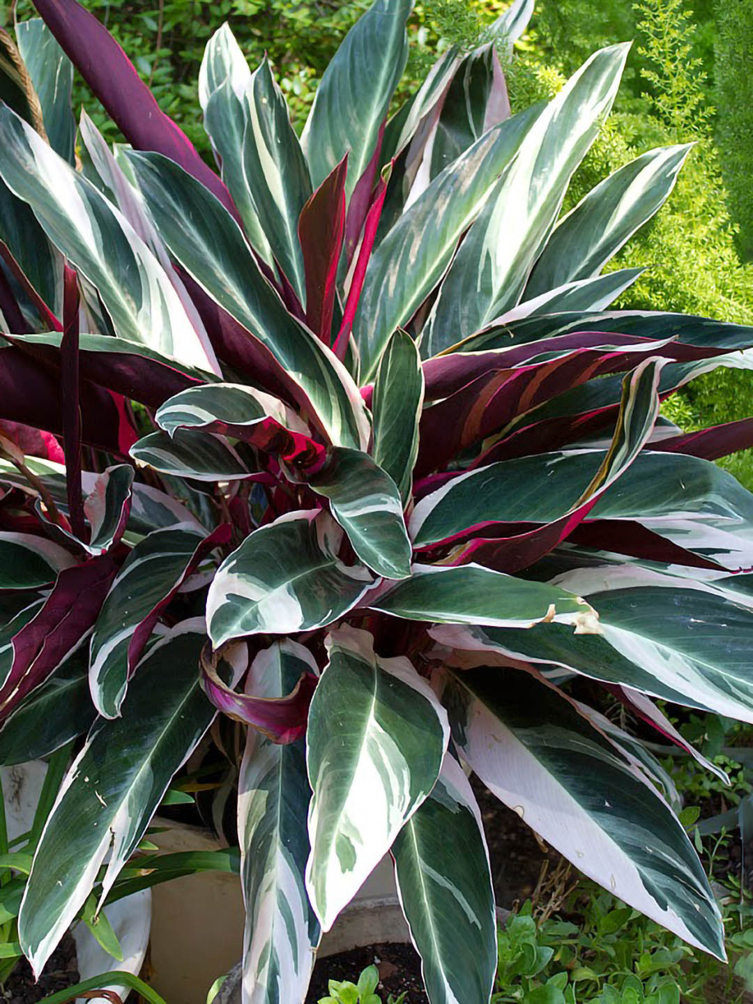 Stromanthe Sanguinea Triostar Plant or Triostar Stromanthe with Green and White Striped Leaves with Shades of Pink coloured leaves