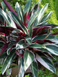 Stromanthe Sanguinea Triostar Plant or Triostar Stromanthe with Green and White Striped Leaves with Shades of Pink coloured leaves