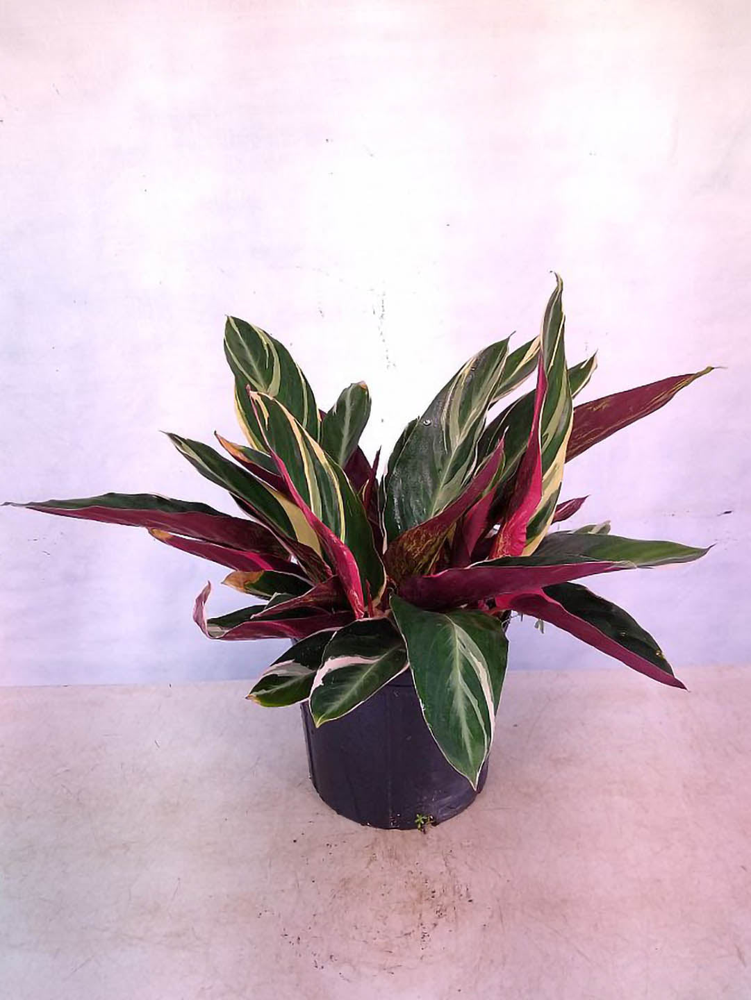 Stromanthe Sanguinea Triostar 