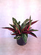 Stromanthe Sanguinea Triostar 
