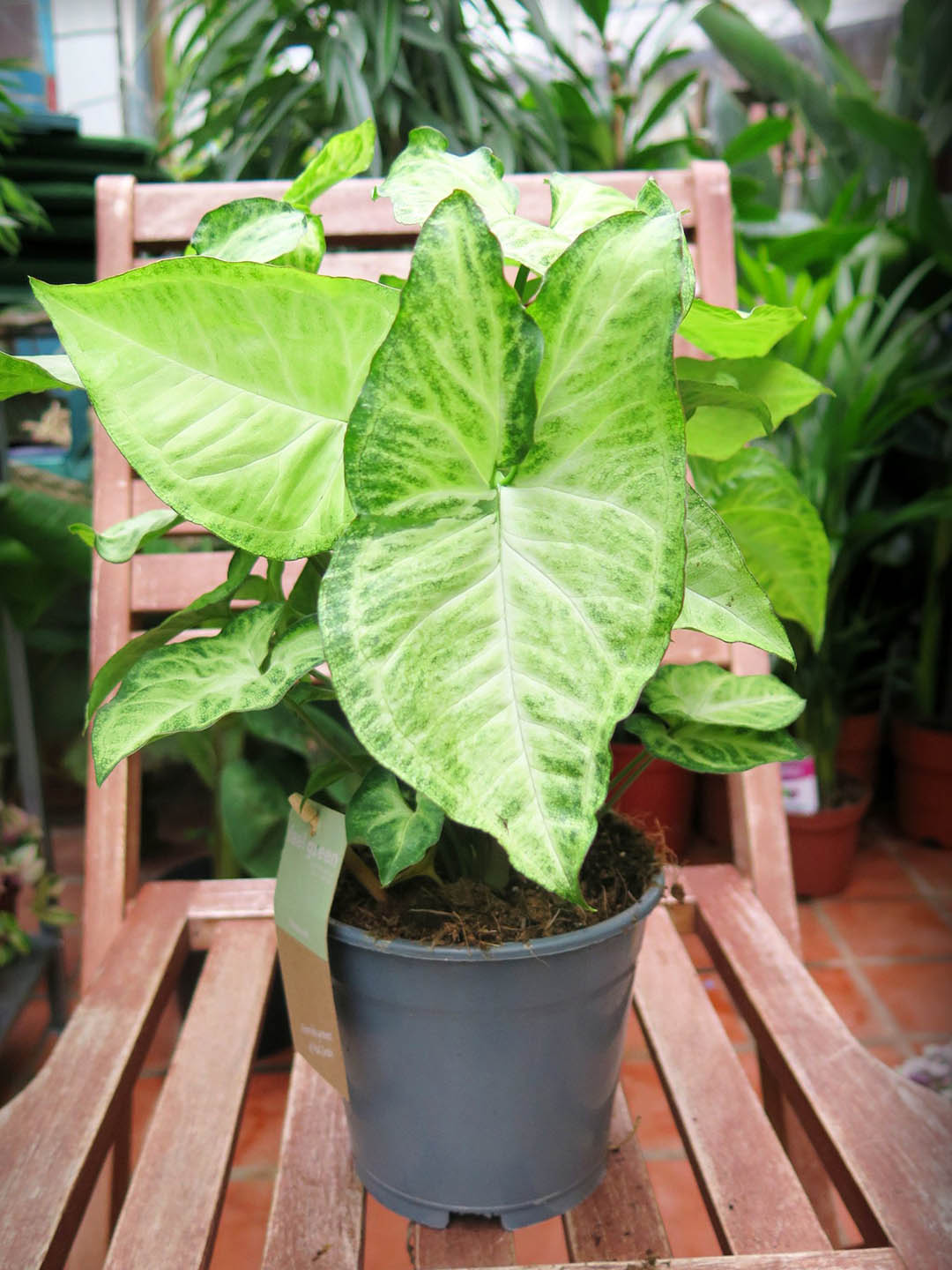 Syngonium Podophyllum White Butterfly Plant or Arrowhead plant with Frost Green with Dark green Edges coloured leaves