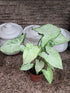 Syngonium Podophyllum Holly M Plant or Arrowhead plant with Frost Green with Dark Green Edges coloured leaves