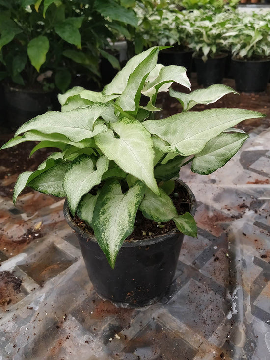 Syngonium Podophyllum Exotic Allusion Plant or Arrowhead plant,Nephthytis White Butterfly with Creamy White shade with tint of green coloured leaves